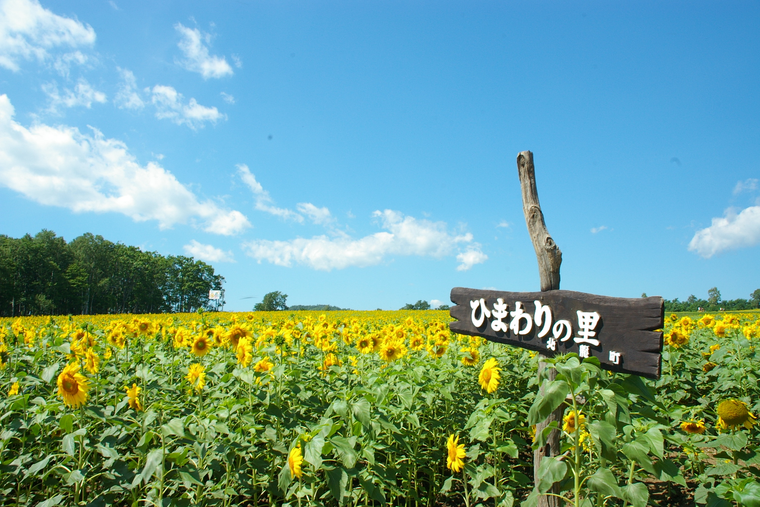 Real-world sunflower field in Hokuryu, Hokkaido, with a wooden village sign